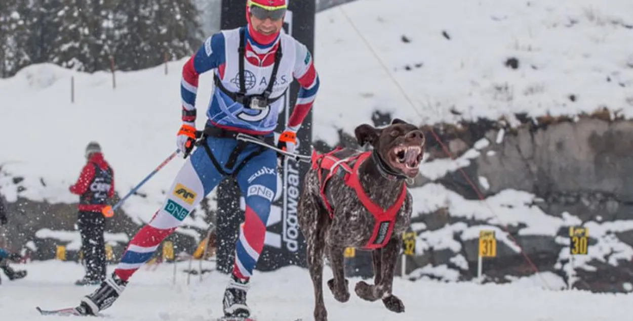 Домрачава і Б'ёрндален выступяць у лыжных гонках на сабачых запрэжках
