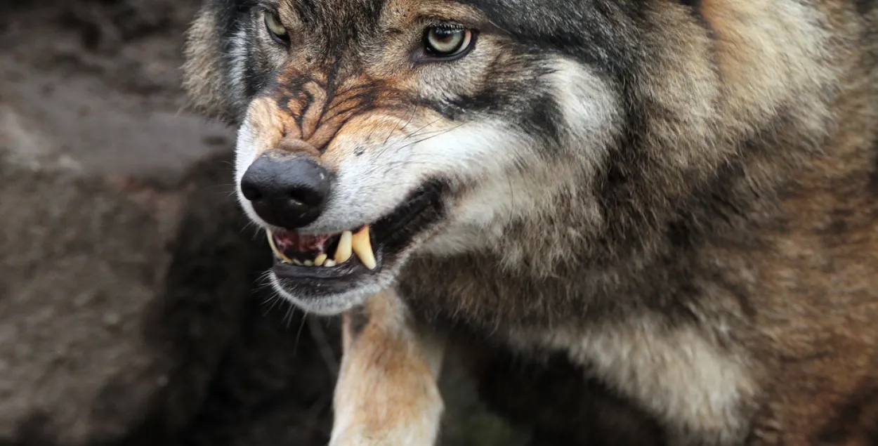 Карантин из-за бешеного волка в Столбцах — что это значит?