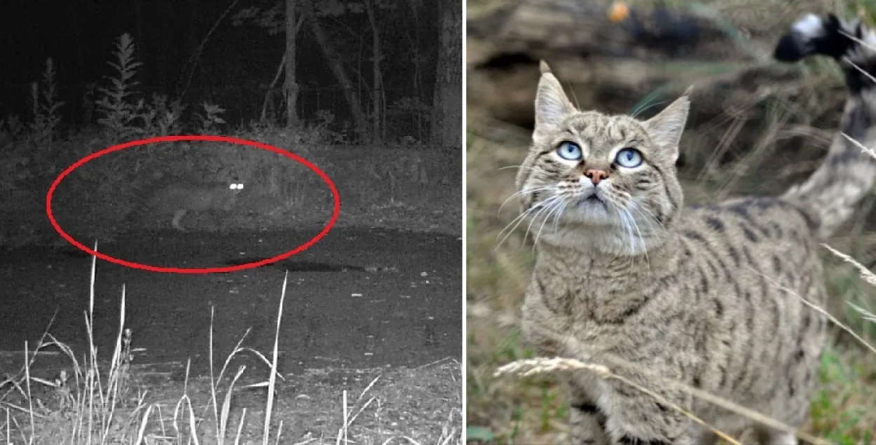 A forest wildcat in Belarus&#39; Chernobyl exclusion zone.