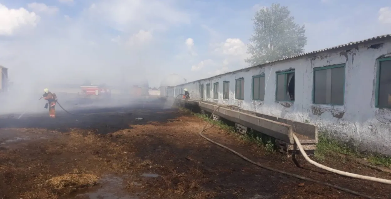 У пажары на ферме ў Барысаўскім раёне загінулі 18 цялятаў