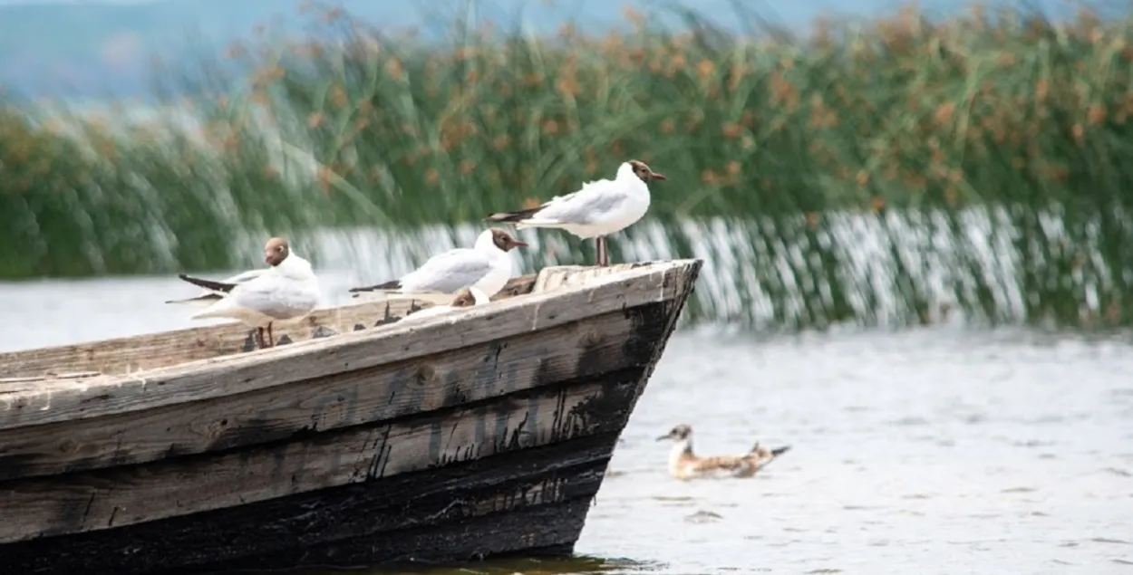 В начале лета / Из архива Еврорадио
