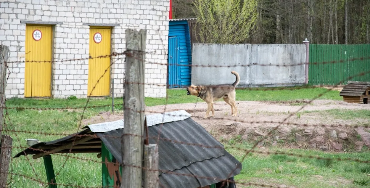 Обычно владельцев собак штрафуют&nbsp;от 270 до 810 рублей / Иллюстративное фото Еврорадио​