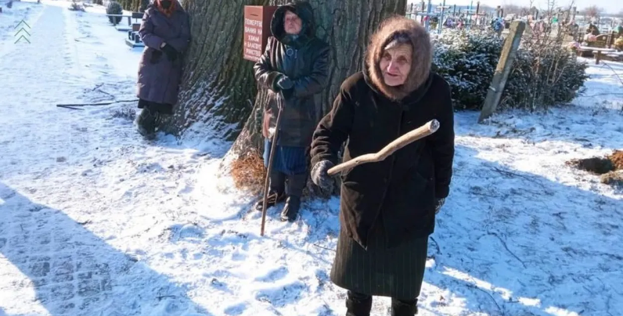 Пинские пенсионерки защищают 300-летние дубы на деревенском кладбище / media-polesye.by​