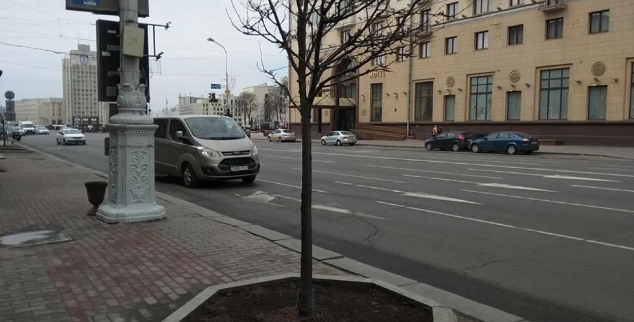 Липовое озеленение: вместе с пихтами в кадках в центре Минска высадят липы