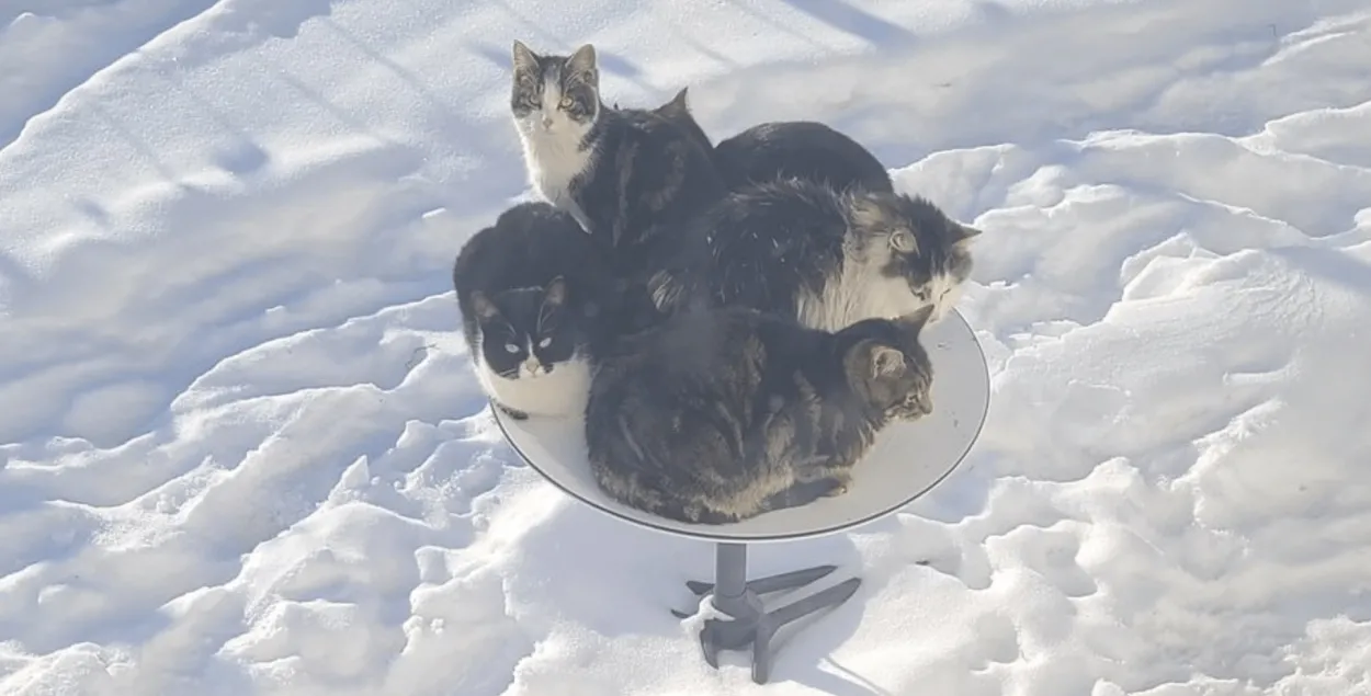 В Канаде коты “захватили” тарелку Starlink: появились проблемы с интернетом