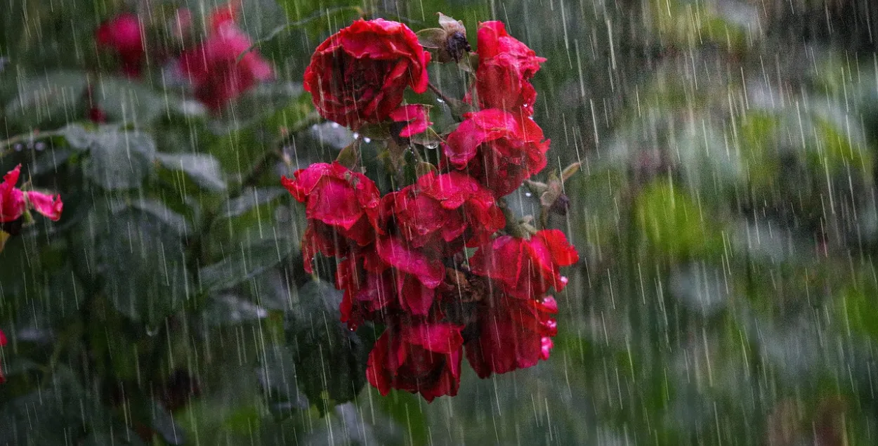Сильный дождь / pixabay.com
