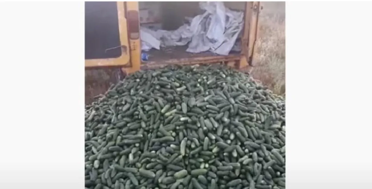 Ольшанские фермеры выбрасывают огурцы под колёса / кадр из видео​