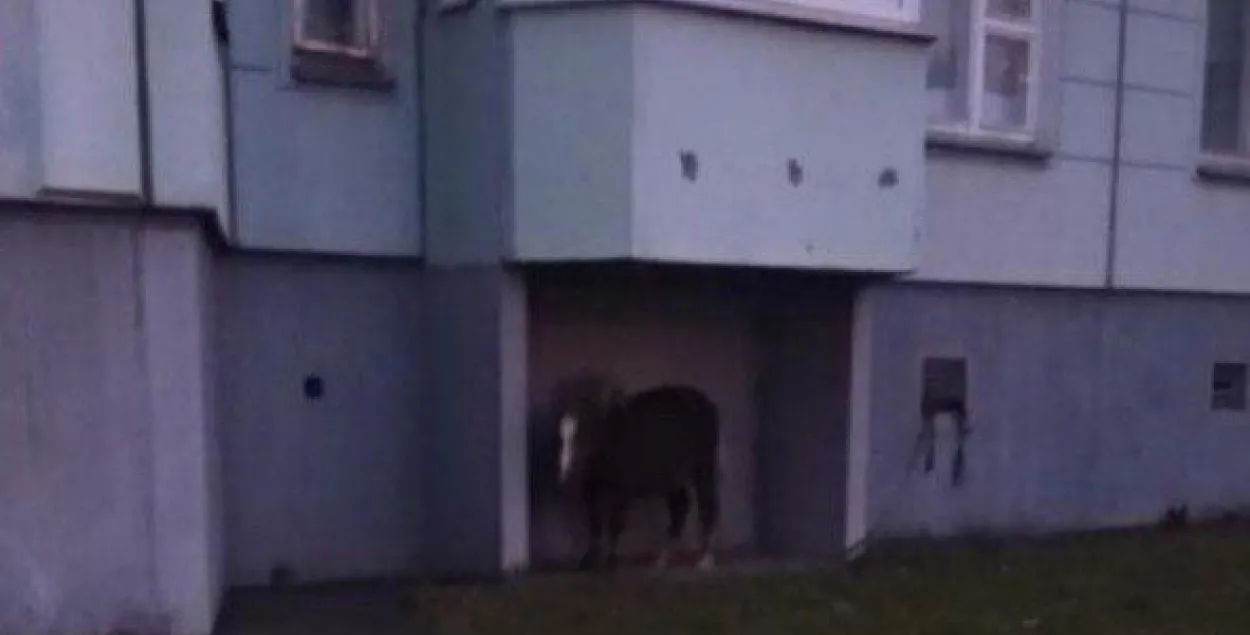 Минчане спасают пони из парка Горького: в ноябре он ночует на улице под балконом