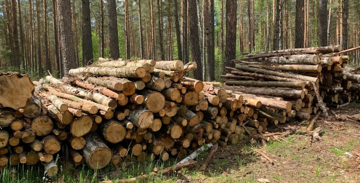 В прошлом году лес в Беларуси рубили рекордными темпами / Из архива Еврорадио