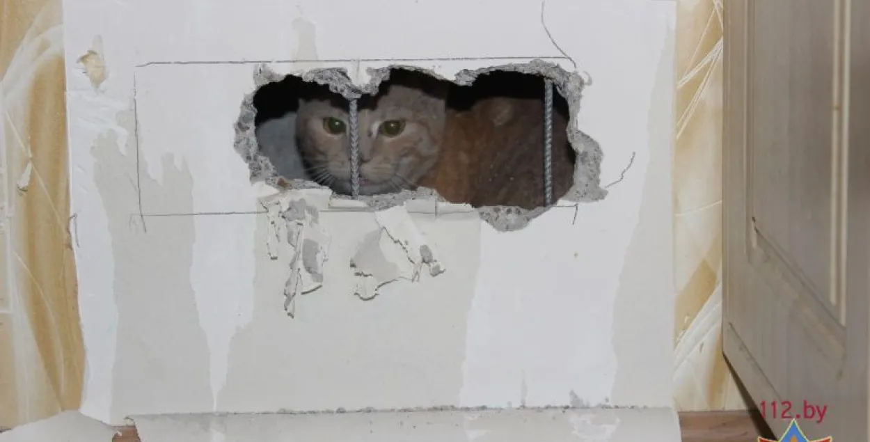 У Брэсце ратавалі кошку, якая ўпала ў вентыляцыйную шахту (фота, відэа)
