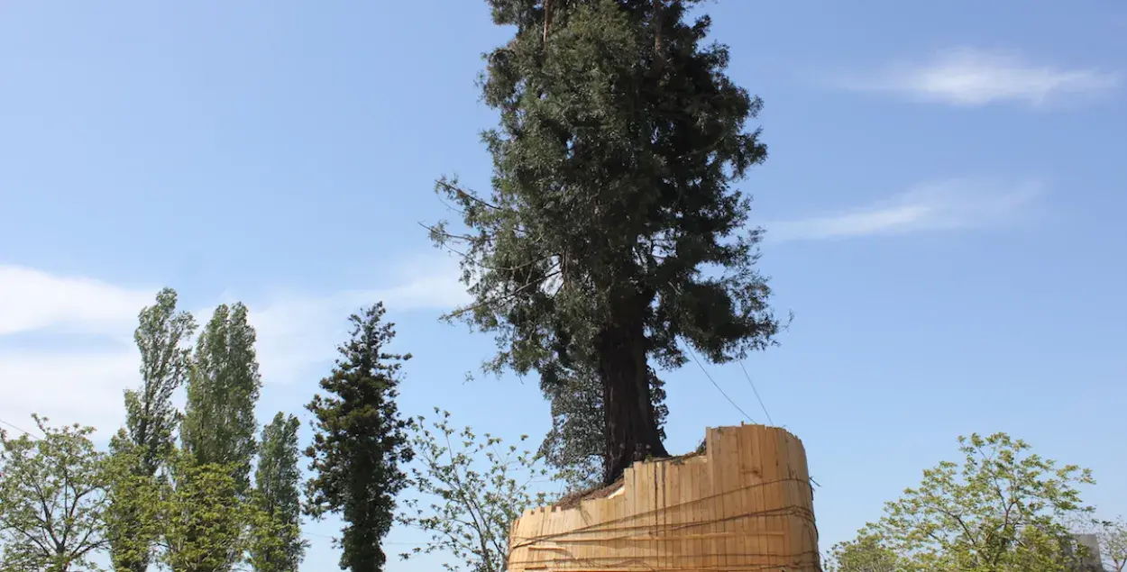 Репортаж: Как грузинский миллиардер перевозит вековые деревья в свой парк