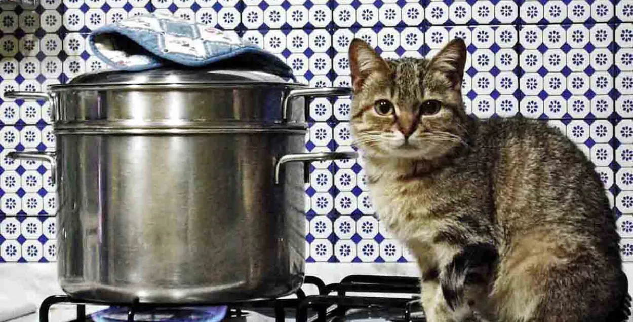 Домашние коты стали причиной более ста пожаров в Сеуле