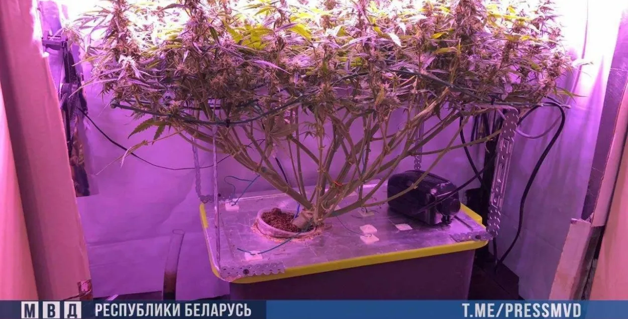 Борисовчанин выращивал коноплю в своем шкафу / пресс-служба МВД​