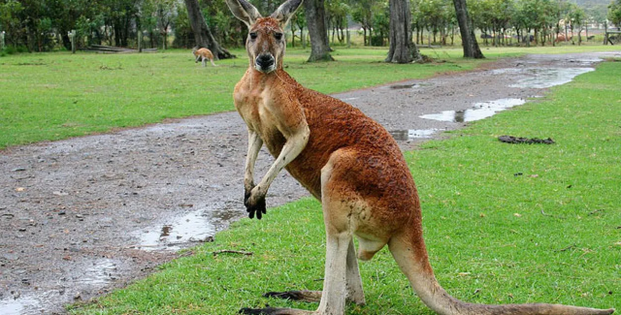 Відэа: кенгуру пераскочыў праз галаву раварыста