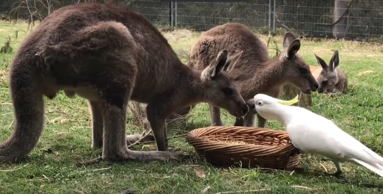 Наглый какаду отбирает еду у кенгуру (видео)