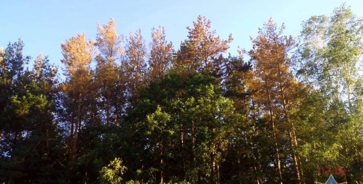 Поврежденный лес в Гомельской области. Фота: МЧС