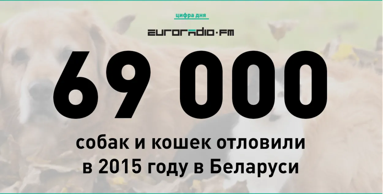 Летась у Беларусі адлавілі 69 тысяч бяздомных жывёл