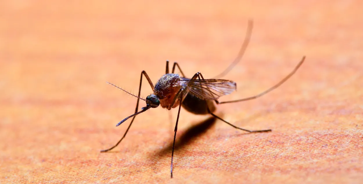 Комары, клещи, богомолы: откуда этим летом столько назойливых насекомых