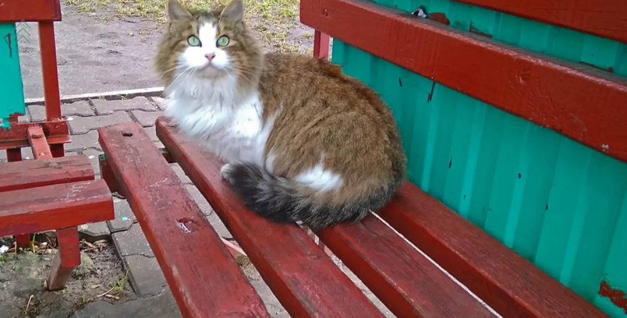 В Пинске кошка ждёт умершую хозяйку на остановке напротив её дома