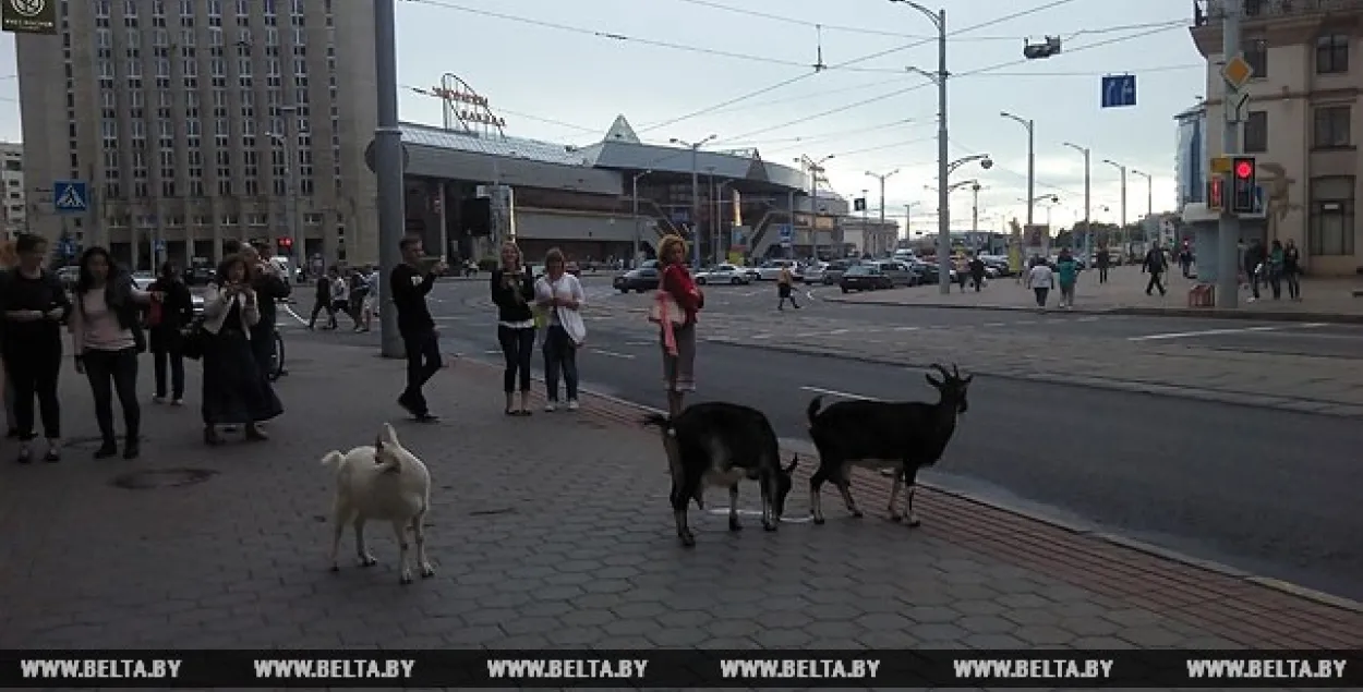 Трох козачак, якія гулялі ля вакзала ў Мінску, даставілі ў сабачы пітомнік