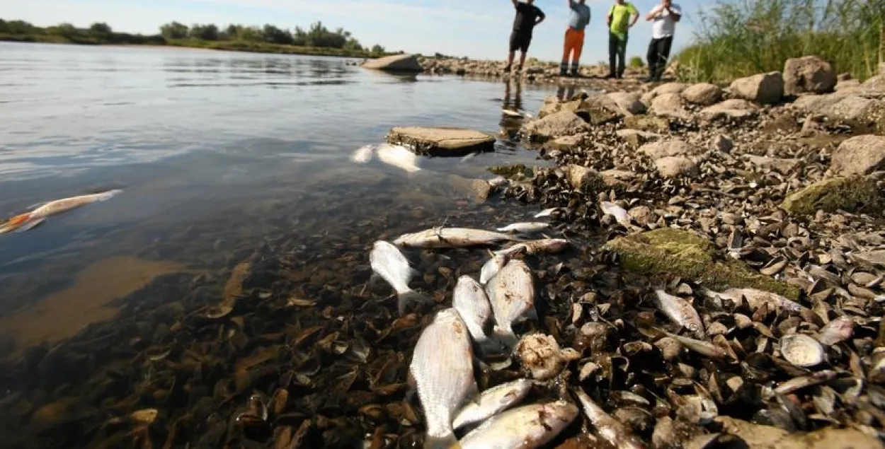 Из Одра извлекли более 190 тонн мёртвой рыбы