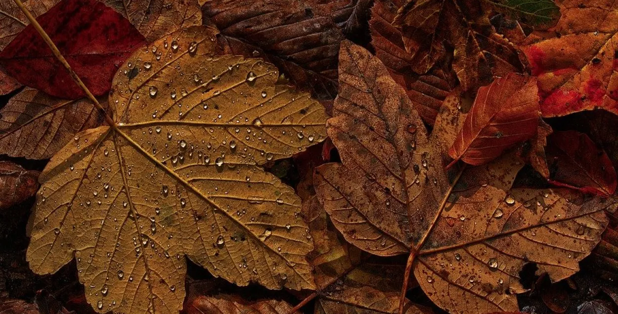Дождь осенью / иллюстрационное фото pixabay.com​