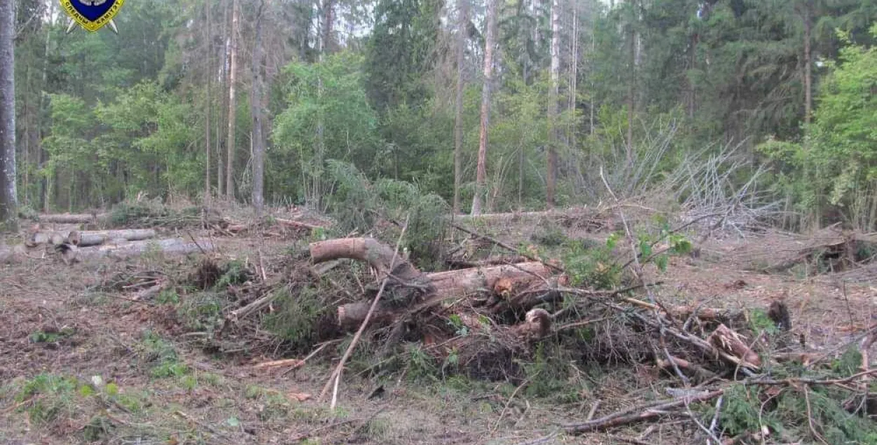 В Могилевской области при заготовке леса погиб 59-летний мужчина