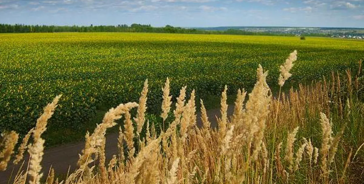 У нядзелю будзе да +28 і пераважна без ападкаў