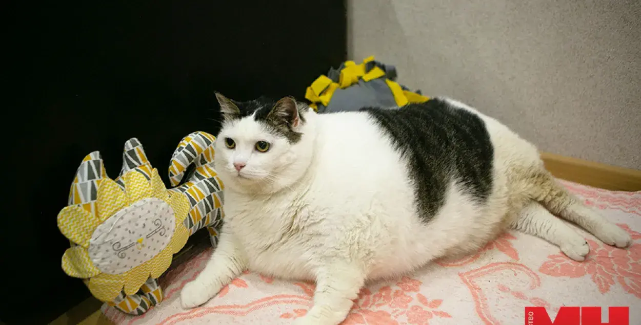 У самого толстого кота в Беларуси возникли проблемы со здоровьем