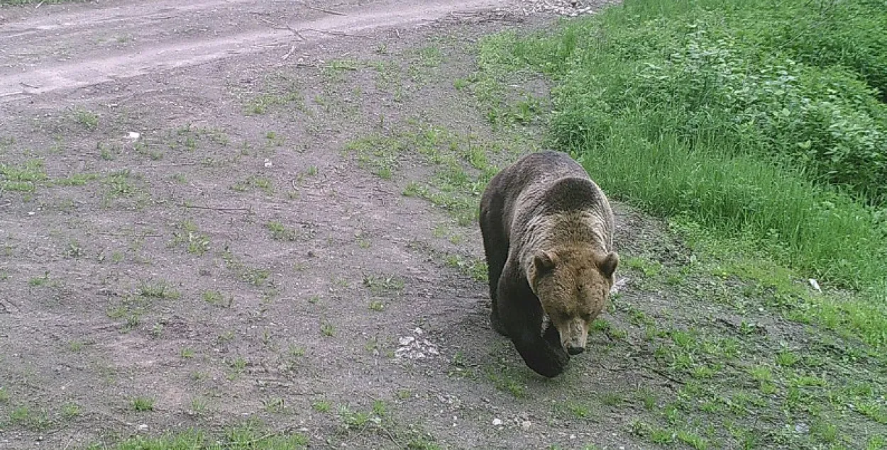 Абаронцы птушак заклікаюць не адстрэльваць мядзведзя на Віцебшчыне