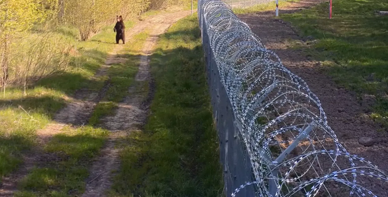 Медведь на границе Литвы и Беларуси / кадр из видео литовских пограничников

