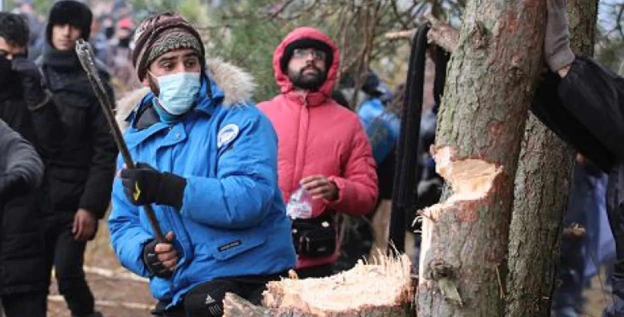 В Гродно просят оценить действия мигранта, который рубил деревья в местном лесу 