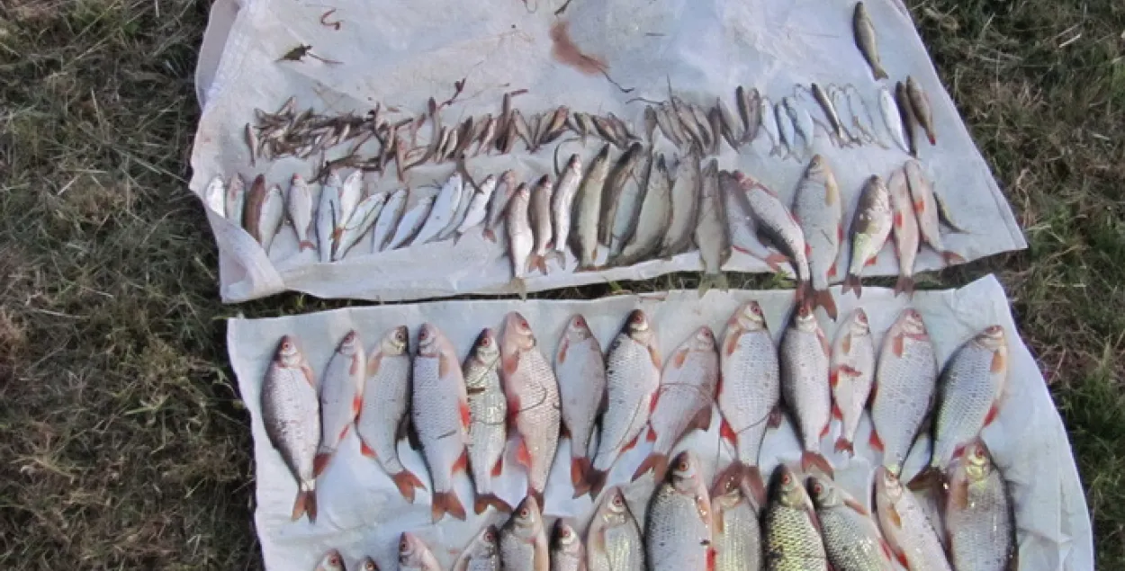 У Смаргонскім раёне адбыўся масавы мор рыбы (фота)