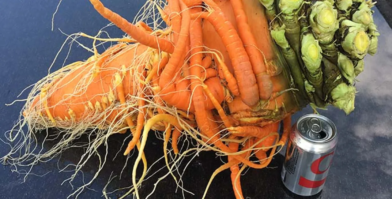 Амерыканскі фермер трапіў у Кнігу Гінэса: вырасціў моркву вагой больш за 10 кг