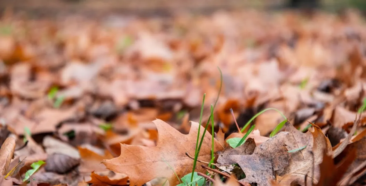 Восень, ілюстрацыйнае фота
