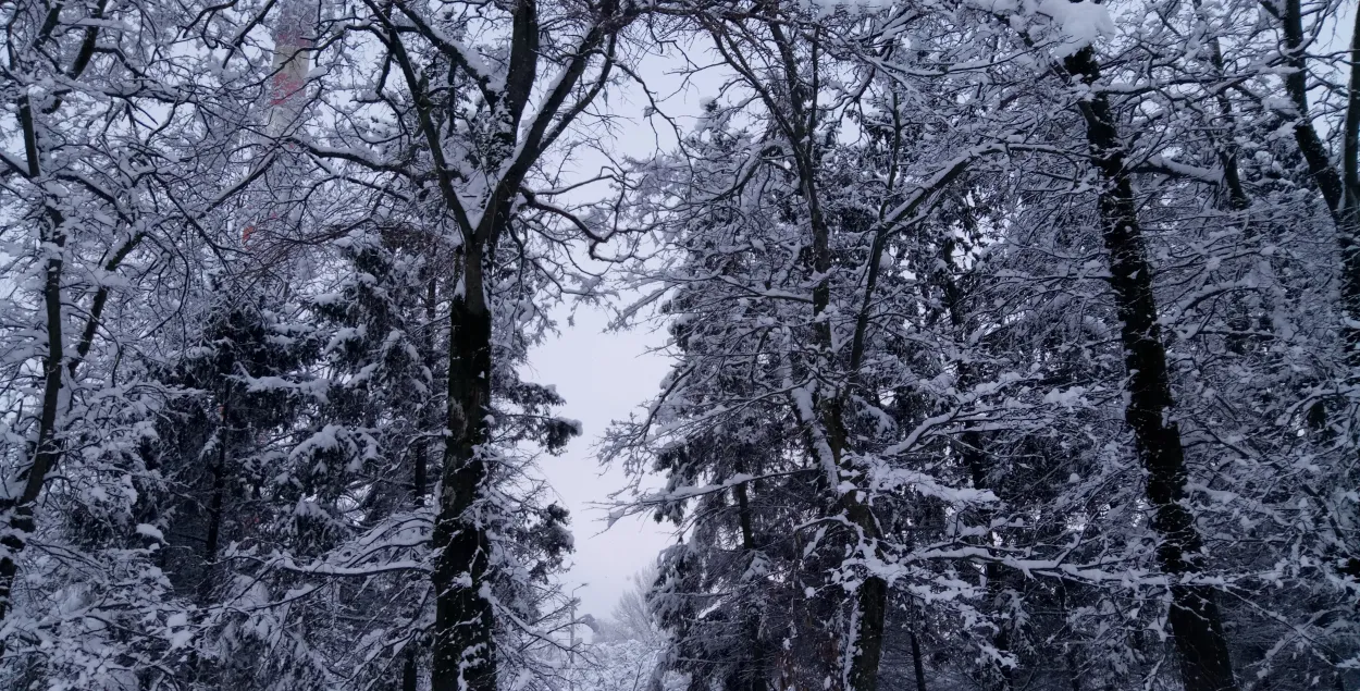 У апошні дзень восені ў Беларусі чакаюцца мокры снег і парывісты вецер
