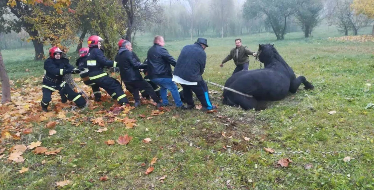 В минском парке лошадь провалилась в яму