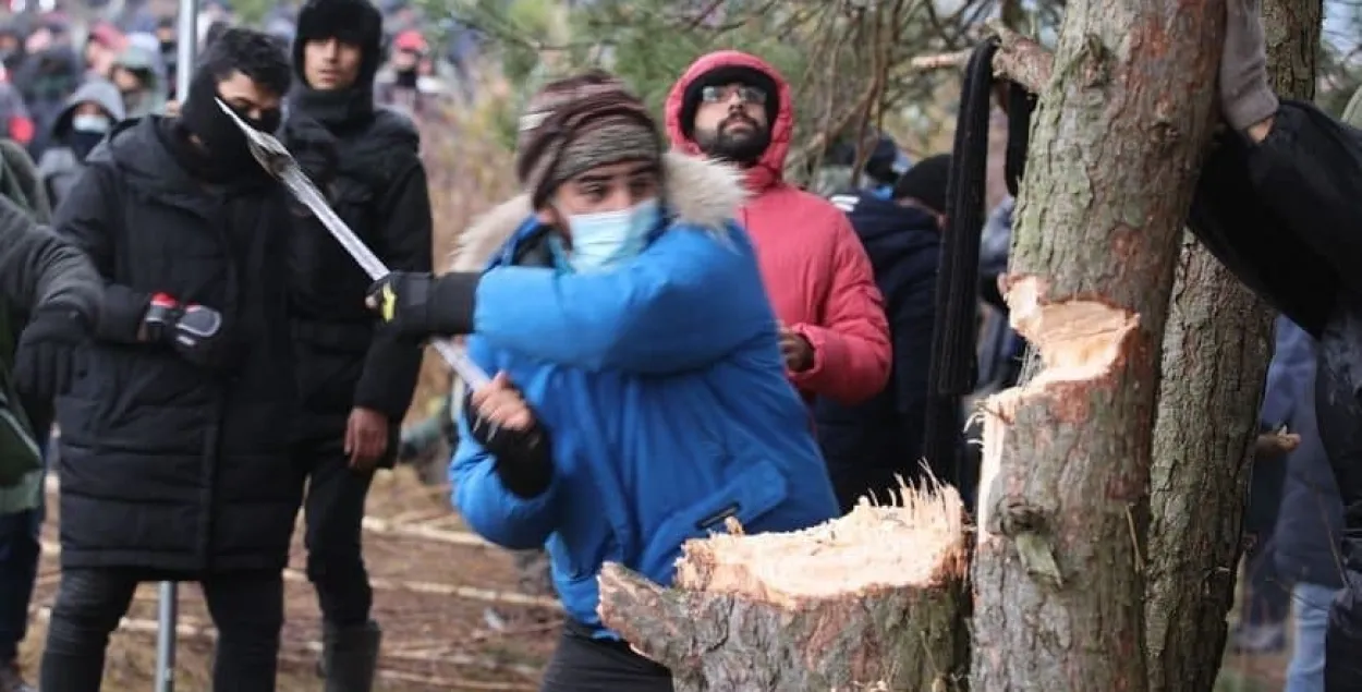 Мигранты рубят лес в приграничной территории / БЕЛТА​