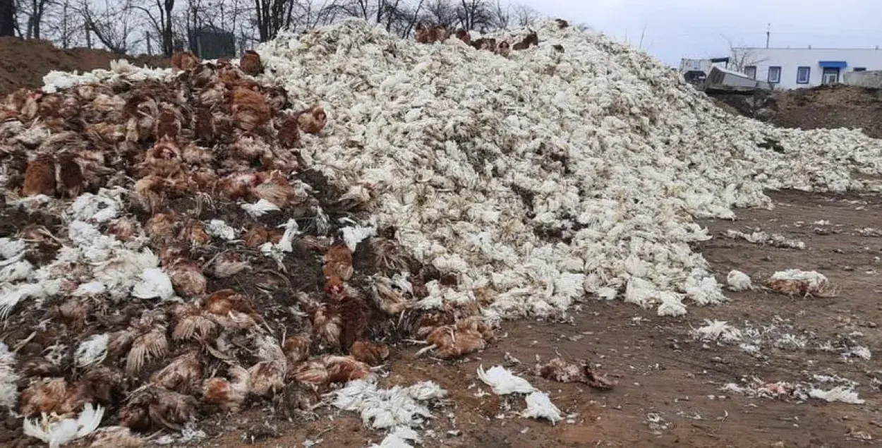 На Чернобаевской птицефабрике погибли более четырех миллионов кур
