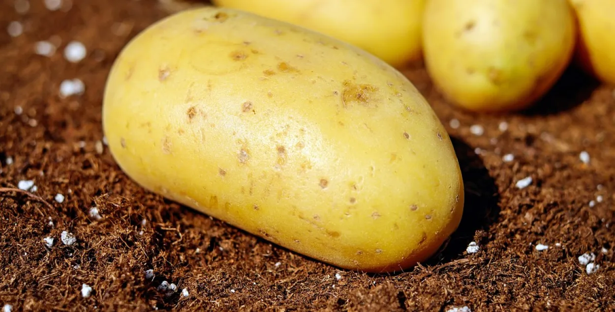 Глава крестьянского союза Армении обвинил Беларусь в подделке семян картофеля