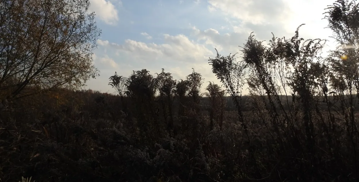 Из-за сильного ветра в Беларуси объявлен оранжевый уровень опасности
