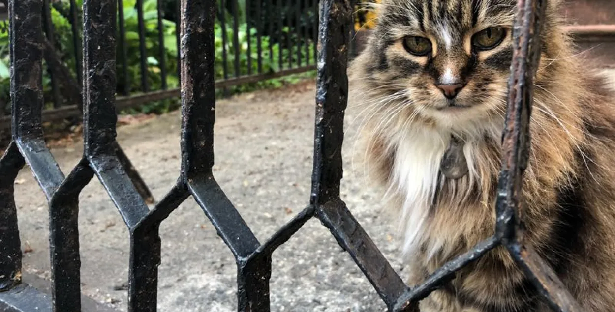 New York Daily News: у Брукліне дзейнічае бясстрашная кошка з Беларусі