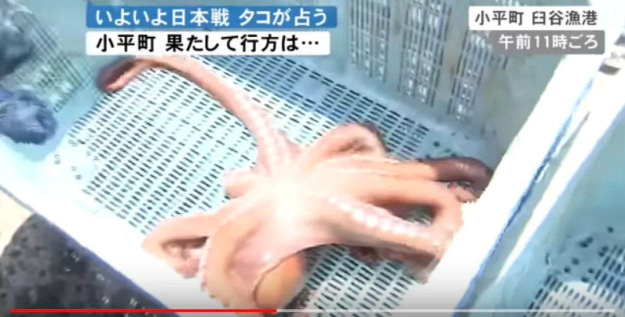 В Японии съели осьминога-предсказателя Рабьо
