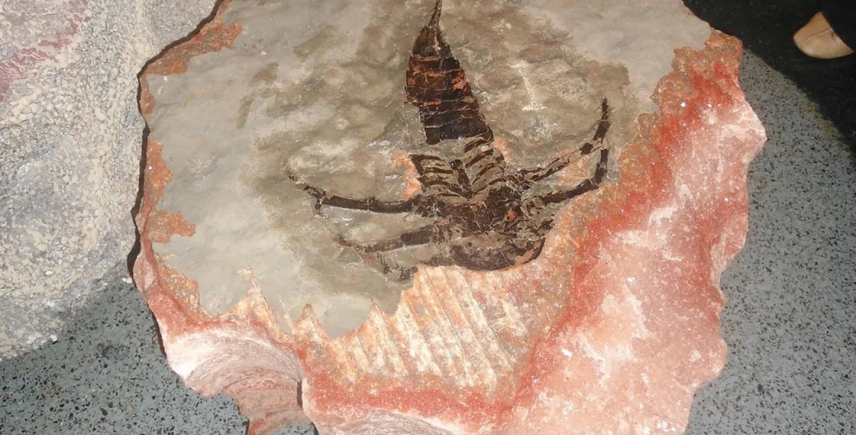 Астанкі ракаскарпіёна, якім 350 мільёнаў гадоў, знайшлі ў шахце Салігорска