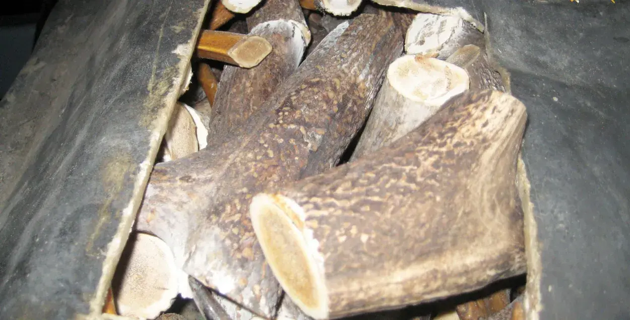 У тайніку легкавога аўтамабіля мытнікі знайшлі 90 кг аленевых рагоў