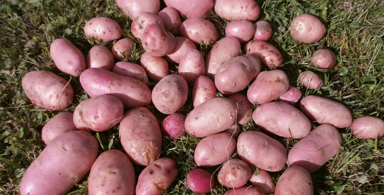 Беларусь впервые занялась импортом картофеля во время уборки урожая 