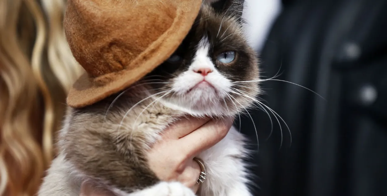 Памерла самая злосная котка ў свеце, якая стала гераіняй шматлікіх мемаў