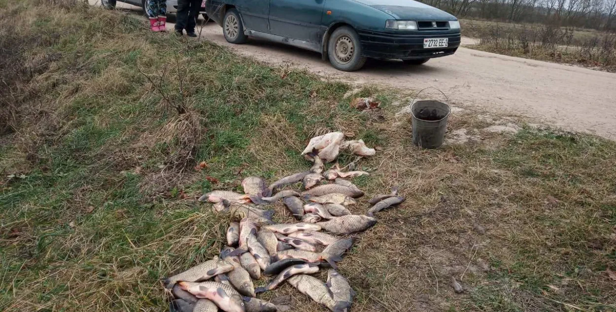 ДАІ правярала парушальнікаў на дарозе, а злавіла паляўнічага-нелегала