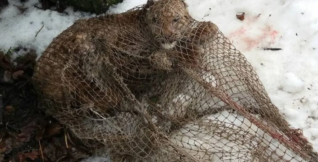 Жительницы Барановичского района нашли в своём сарае дикого рысёнка