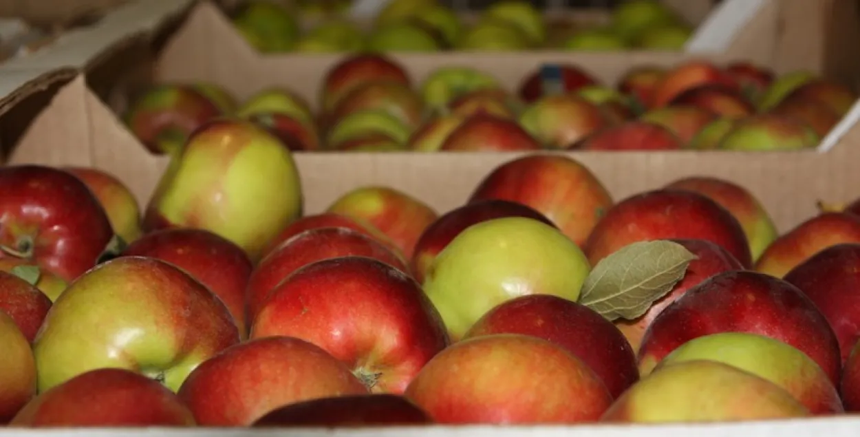 Беларусь забяспечвае сябе ўласнымі свежымі яблыкамі на 44%